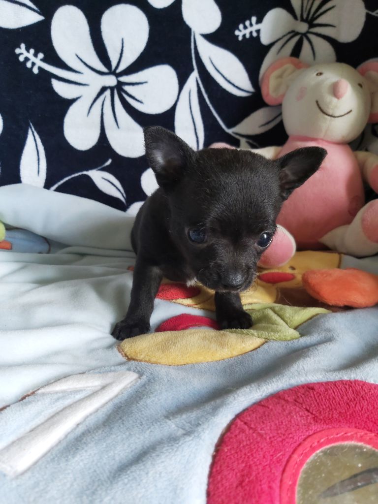 Des Petits Zamours - Chiot disponible  - Chihuahua